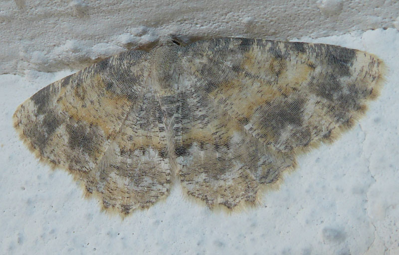 Charissa (Euchrognophos) variegata - Geometridae